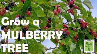 How to grow a MULBERRY TREE from a mulberry [upl. by Abdu]