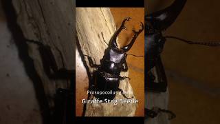 Massive Stag Beetles Jaws insects [upl. by Neggem]