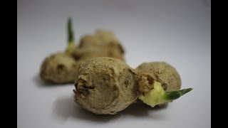 Plant Tissue Culture  Zingiber officinalis Ginger [upl. by Loferski]