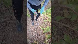 Grape vine pruning pruning vines grapetree asmrvideo [upl. by Renee]