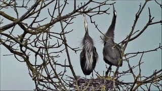 Great Blue Herons Courting Nesting and Mating HD Live CloseUps [upl. by Syxela130]