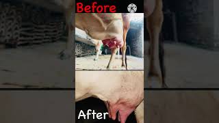 Homeopathic Treatment  Cow Udder Edema [upl. by Lauro]