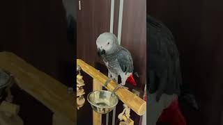 Dancing bird😂 macaw africangrey parrot lovebirds loveydovey cockatiel budgies [upl. by Yleme]