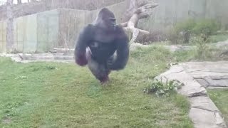 Gorilla charging at Zoo Barrier Breaking glass 2016 [upl. by Eded]