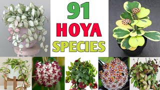 91 Hoya Plant Species  Hoya Varieties with names and its Identification  Plant and Planting [upl. by Fredi]