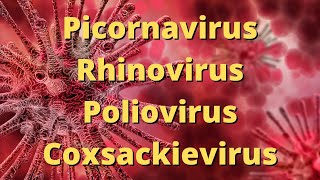 Picornavirus Rhinovirus Poliovirus Coxsackievirus [upl. by Mcleod568]