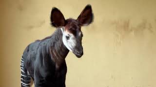 Zoo di Falconara nato un nuovo cucciolo di okapi [upl. by Casia]