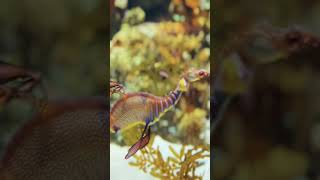 Leafy seadragon Full video link in Description Box [upl. by Yrrab153]