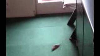 Jerboa Jumping and Running Very Fast  Crazy Animal  Super Fast Jerboa  Pokemon [upl. by Llertnek973]