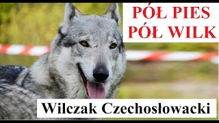 Pół PIES Pół WILK  Wilczak Czechosłowacki [upl. by Adnohser]