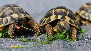 What species of tortoise is seen in todays image [upl. by Fulcher]