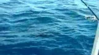 Pacific Sailfish Game Fishing in Kadavu  Fiji [upl. by Ahseital20]