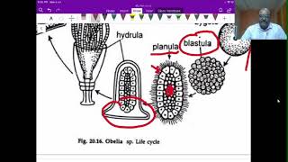 Obelia life cycle [upl. by Yoo]