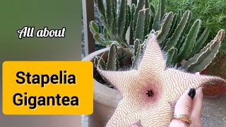 Stapelia Gigantea  How To Care For Stapelia Gigantea  Starfish Plant and Carrion Flower stapelia [upl. by Ahsiken825]