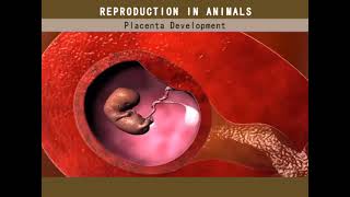 BIOLOGY FORM 3 Placenta Development [upl. by Dom]