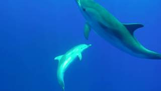 Nager avec les dauphins et les baleines [upl. by Ericka]