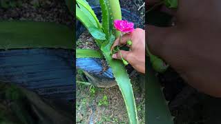 Try growing roses in aloe vera and get surprising results shorts rose aloevera [upl. by Kaitlyn]