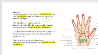 Anatomy Upper Limb 133 Superficial Palmar Arch Hand Solved Question Paper [upl. by Dace]