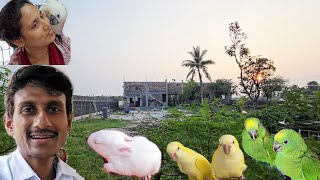 New Babies At Our New Farm  Eclectus Parrot At Our Old Farm [upl. by Bay]