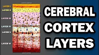 Cerebral Cortex Layers [upl. by Reichert]