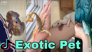 Exotic Pet tiktok video compilation exotic lover alert [upl. by Mcquoid]