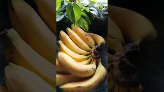 Banana sandwich 🍌🍞🥪ytshorts jhatpat food recipefoodie  youtubeshorts [upl. by Lever]