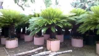 Cycas revoluta in containers Rajkumar nursery [upl. by Eural]