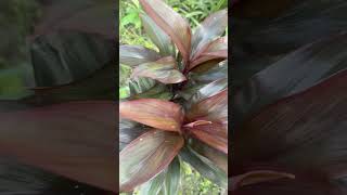 Cordyline plants￼😍cordylineshortvideoyoutubeshortsnature [upl. by Saville]