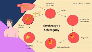 Erythrocytic schizogony  Plasmodium Life Cycle  Basic Science Series [upl. by Harley625]