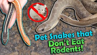 The Best Snakes That Dont Eat Rodents [upl. by Assener]