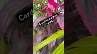 Cordyline fruticosa plantplanting gardening [upl. by Photina136]