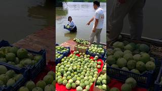 I Am A Poor Farmer So He Threw My Cucumbers into The Water  Farmer Life shorts youtubeshorts [upl. by Namsu]