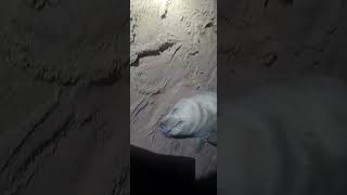 First Newborn Seal Pup Of The Season beachcombing sealife [upl. by Oakley]