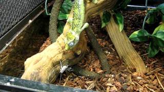 Helmeted Chameleon Feeding [upl. by Cyb]