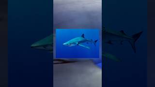 Blue Shark shark sharks sharkweek sharktank fakta faktaunik faktadunia wildlife [upl. by Ynittirb]