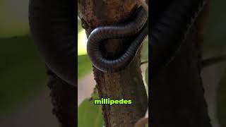 Myriapods The Many Legged Marvels 🐛 coolfacts interestingshorts [upl. by Adnilemreh]