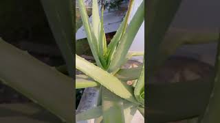 Aloevera flower benefits aloevera aloeveraflower aloeverabenefit aloeveraforever trading short [upl. by Parnas]