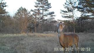 Capriolo ripreso con nuova fototrappola LTL Acorn 6210 HD [upl. by Kcired142]