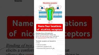 Name four locations of nicotinic receptors [upl. by Anileh]