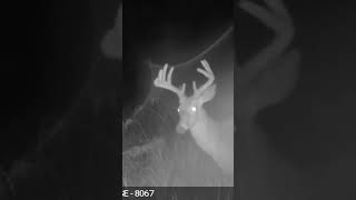 9 Point Buck shorts fyp youtubeshorts hunting deerhunting deer [upl. by Maag]