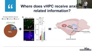 A ThalamicVentral Hippocampal Circuit That Supports AnxietyRelated Behavior [upl. by Cleopatra]