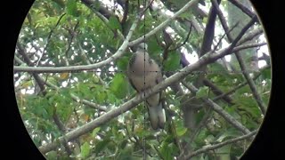 BERBURU TEKUKUR DAN PUNAI BONUS BURUNG PUYUH [upl. by Camey]