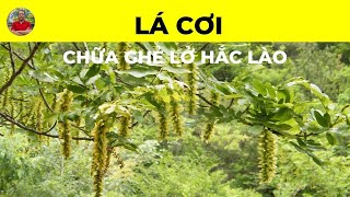 Lá Cơi Có Tác Dụng Chữa Trị Bệnh Gì  Chữa Ghẻ Lở Hắc Lào [upl. by Rebmik395]