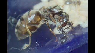 Lasius niger queen from capture to workers day by day progress [upl. by Arden]