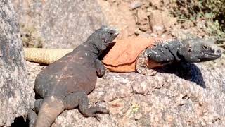 Phoenixs Fittest Male Chuckwalla Lizard Doing PushUps to Impress Girlfriend [upl. by Ishii165]