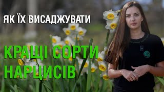 Топ три сорти нарцисів для клімату України [upl. by Idona]