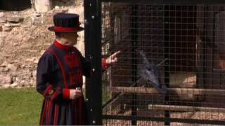 The ravens Guardians of the Tower of London [upl. by Ahsiekam]