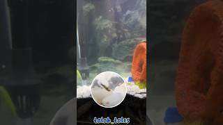 😍meri Molly fish ne bacche de diye🎉 vlog 250 shorts minivlog [upl. by Janot461]