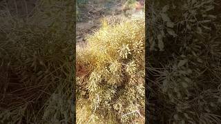 जीरा पकने पर केसा होगा shortvideo shortvloge godarafarming jira [upl. by Brockwell487]