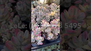 SUCCULENT GARDEN KOREAN SUCCULENT COTYLEDON VARIEGATED [upl. by Judson]